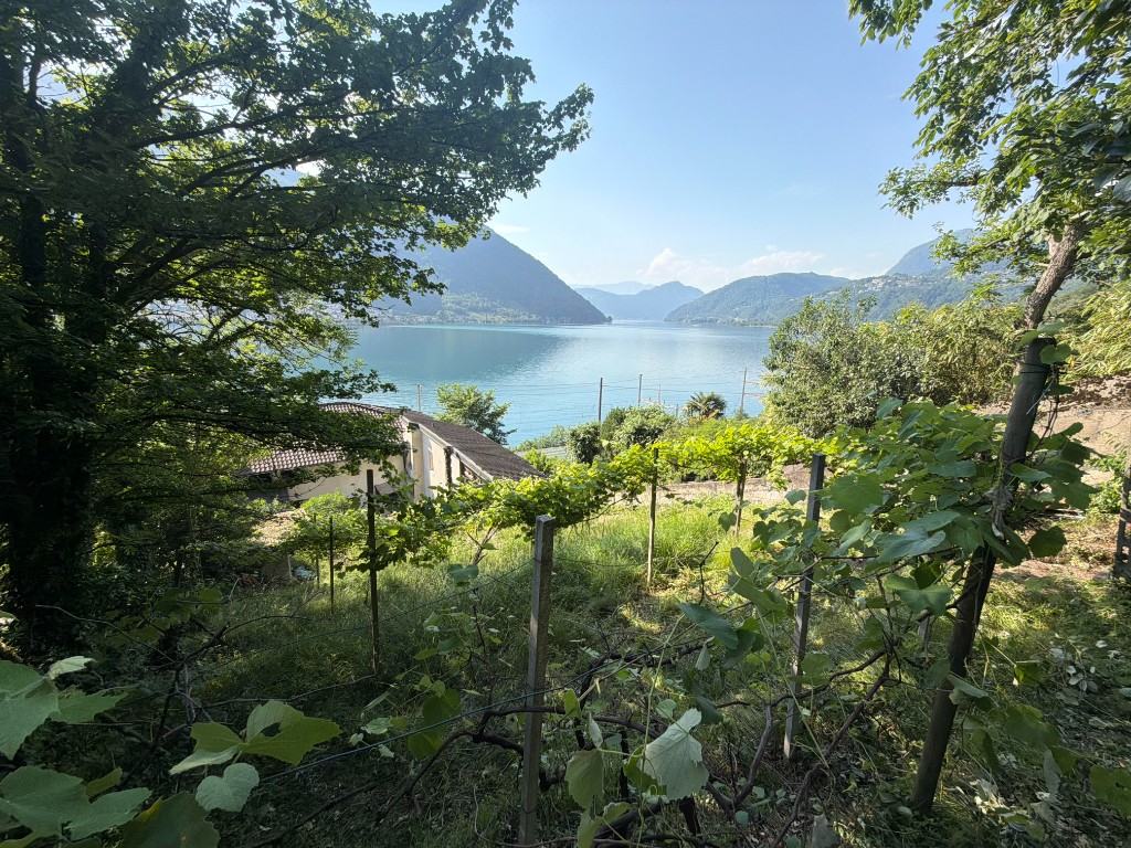 Garden with grape vines and view of Lake Lugano and the mountains